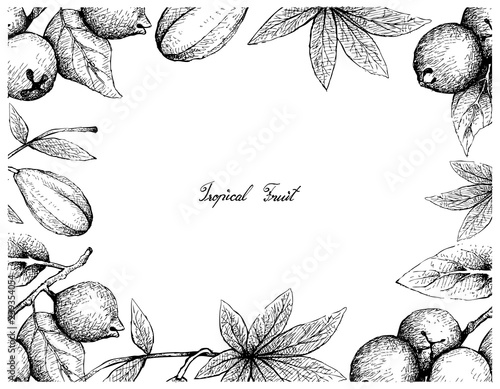 Tropical Fruits, Illustration Frame of Hand Drawn Sketch Lemon Guava or Psidium Littorale and Wild Papaya or Jacaratia Spinosa Fruits Isolated on White Background. photo