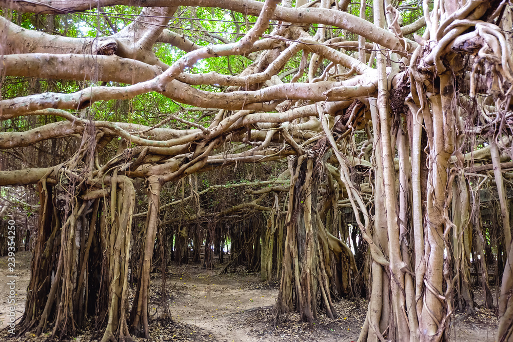 Banyan tree (Sai Ngam) in Phimai district, Nakhon Ratchasima Province, Thailand Banyan tree (Sai Ngam) in Phimai district, Nakhon Ratchasima Province, Thailand