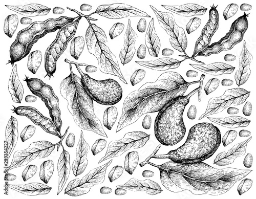 Tropical Fruits, Illustration Wallpaper of Hand Drawn Sketch Kola Nut and Ice Cream Beans, Pacay or Inga Edulis Fruits Isolated on A White Background.