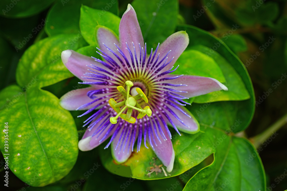 Purple and white flower of the passiflora caerulea vine Purple and white flower of the passiflora caerulea vine