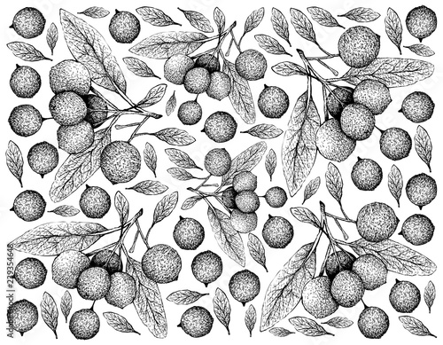 Tropical Fruit, Illustration Wallpaper of Hand Drawn Sketch Ripe and Sweet Hanza or Boscia Senegalensis Fruits Isolated on White Background.