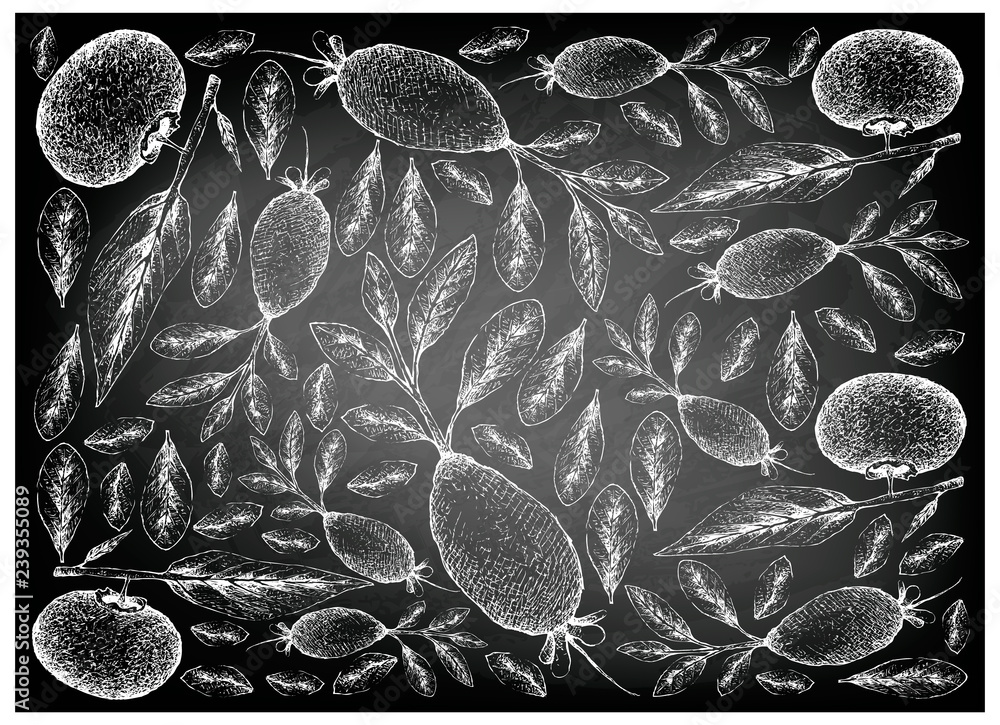 Tropical Fruits Illustration Wallpaper Background Of Hand Drawn Sketch Guavasteen Feijoa Or Acca Sellowiana And Gold Apple Or Diospyros Decandra Fruits On Black Chalkboard Stock Vector Adobe Stock Tropical Fruits Illustration Wallpaper Background Of Hand Drawn Sketch Guavasteen Feijoa Or Acca Sellowiana And Gold Apple Or Diospyros Decandra Fruits On Black Chalkboard Stock Vector Adobe Stock