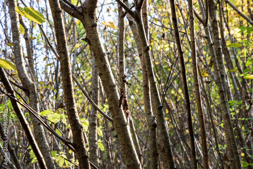 non specific nature forest bed details of foliage photo