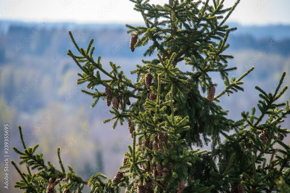 non specific nature forest bed details of foliage non specific nature forest bed details of foliage