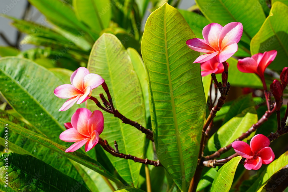 Fragrant blossoms of white and pink frangipani flowers, also called plumeria and melia