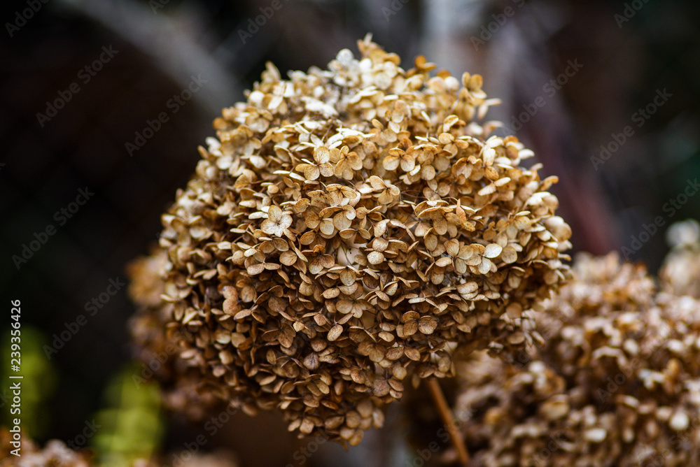 Dried hydrangea in the garden in late autumn. Dried hydrangea in the garden in late autumn.