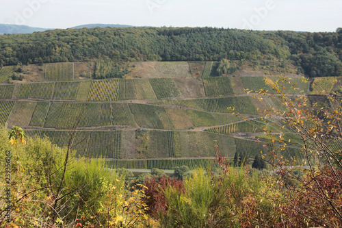 Weinberge in der Weinlage Reiler Goldlay  im Herbst 
 photo