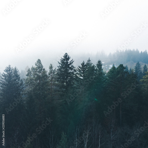 landscape view of forest in fog