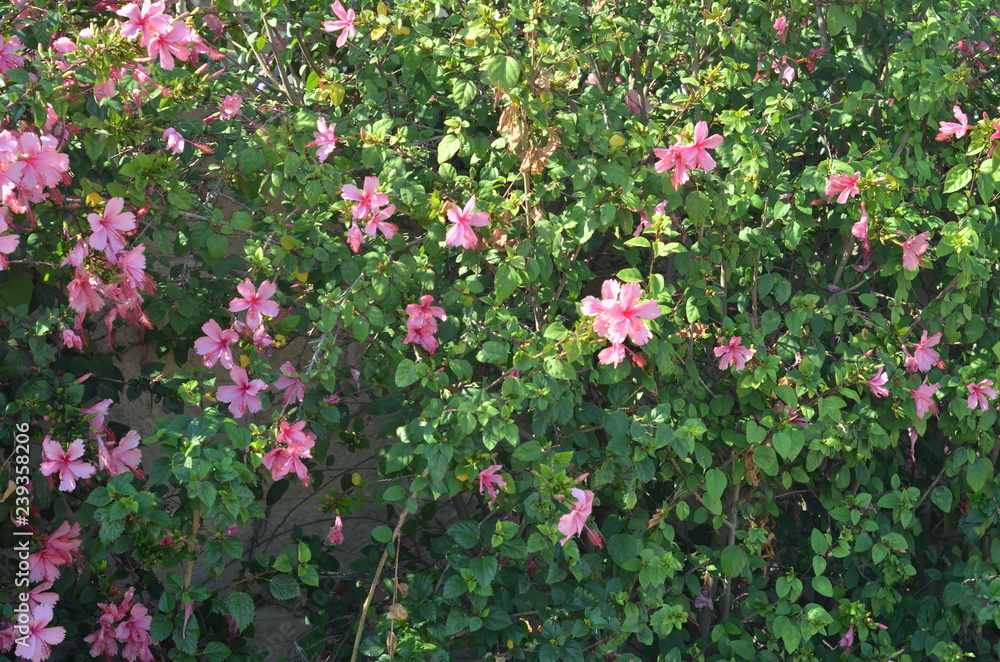 flowers flowers