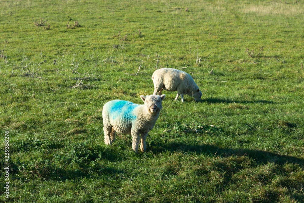 Fototapeta premium English sheep and lambs in Seven Sisters