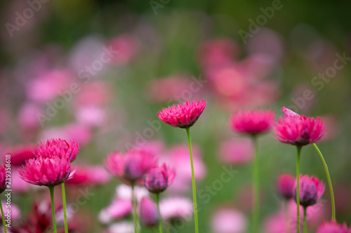 Red flowers close up in a garden