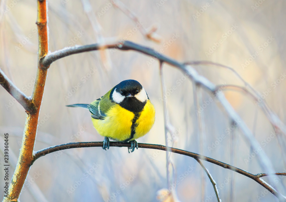 Naklejka premium ładny mały ptak Sikora siedzi na gałęzi brzozy w zimnym parku w zimowy poranek