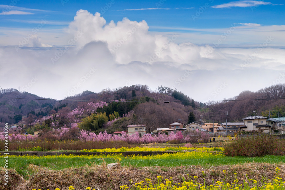 Obraz premium Cherry-blossom trees (Sakura) and many kinds of flowers in Hanamiyama park with clear blue sky background, Fukushima, Tohoku area, Japan. The park is very famous Sakura view spot