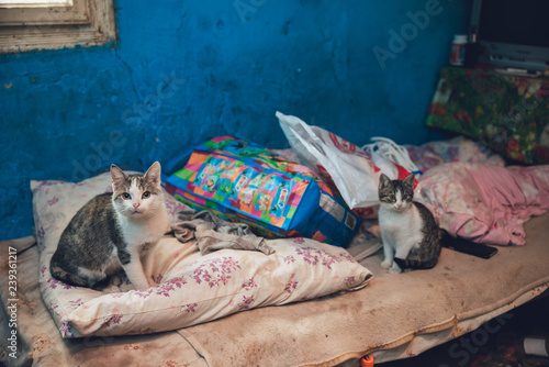 Fototapeta Naklejka Na Ścianę i Meble -  Cats on the bed