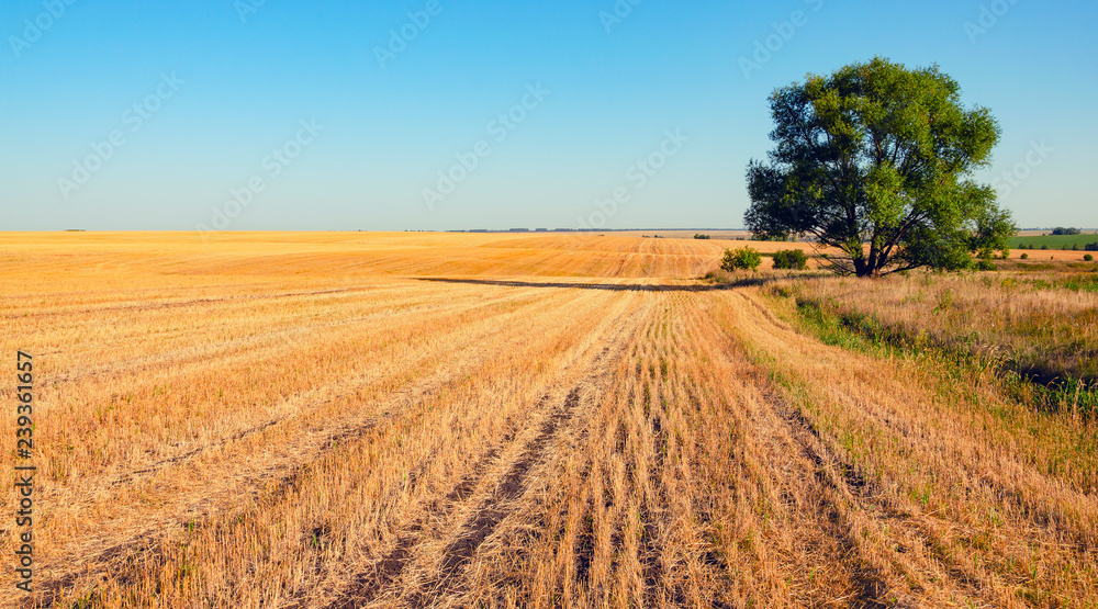 Sunny summer scene with empty rural field after harvesting and lone tree.
