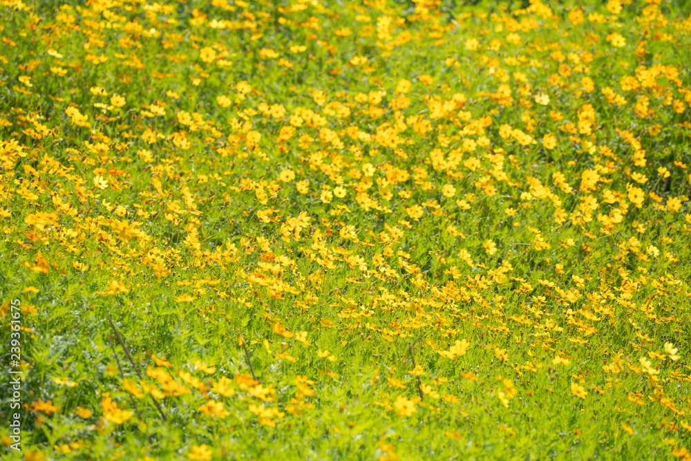 Yellow cosmos flowers Background