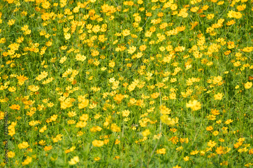 Yellow cosmos flowers Background