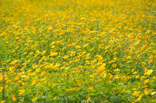 Yellow cosmos flowers Background © Naypong Studio