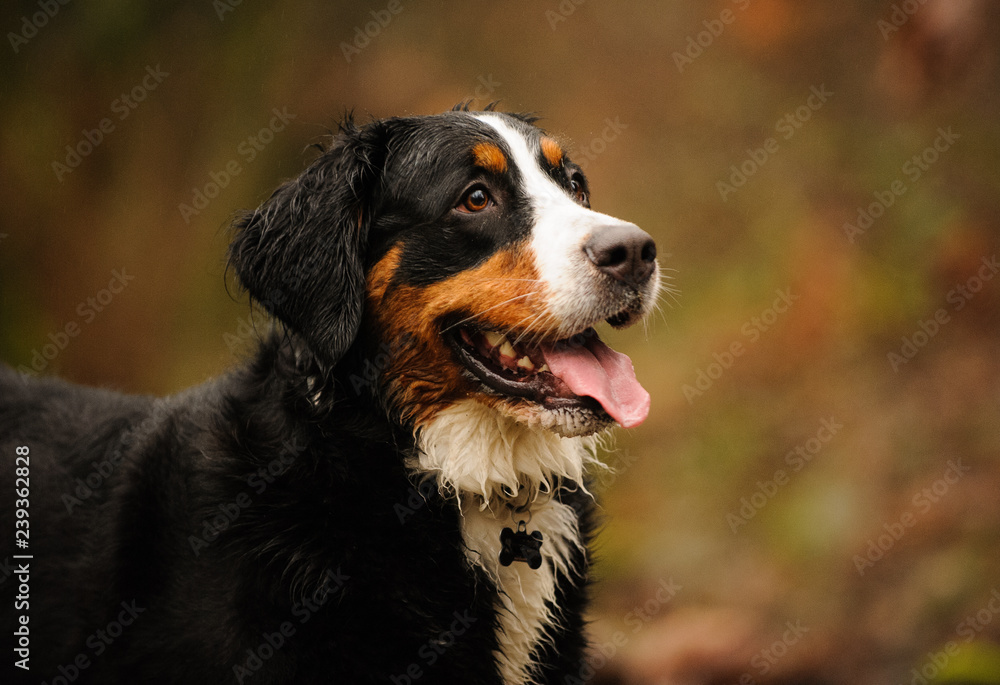 Bernese Mountain Dog portrait in forest