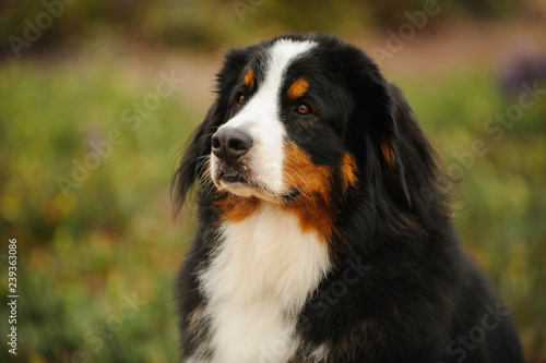 Bernese Mountain Dog portrait in nature