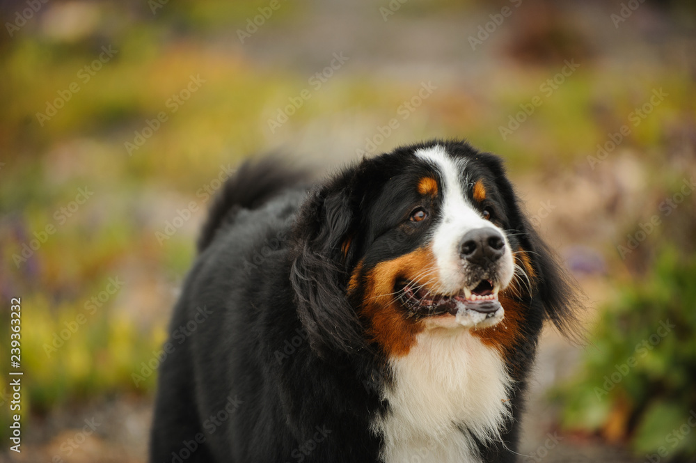 Bernese Mountain Dog outdoor portrait