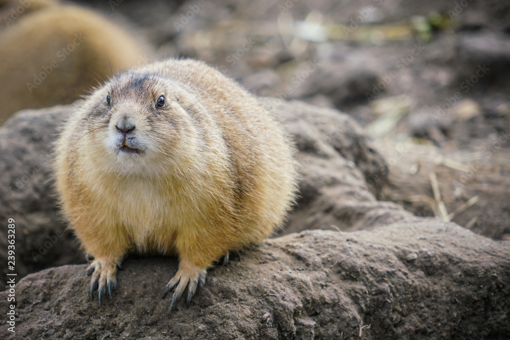 Naklejka premium Picture of young gopher in the zoo sitting on the stone