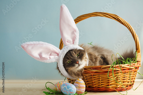 Gray fluffy cat with bunny ears in easter basket with easter eggs