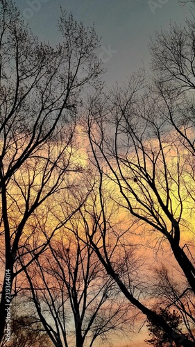 Winter Sunset Trees