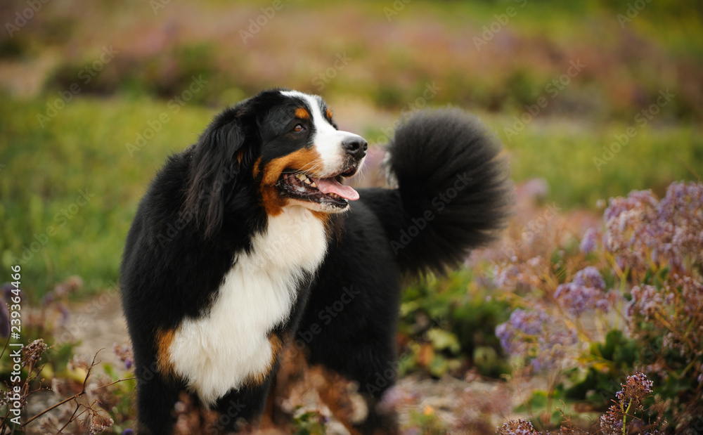Bernese Mountain Dog outdoor portrait in field with flowers