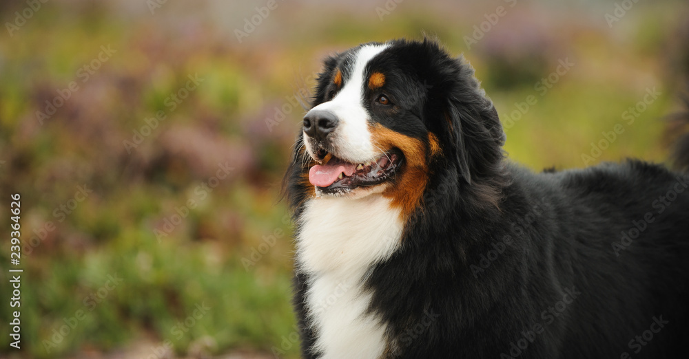 Bernese Mountain Dog outdoor portrait in natural field 