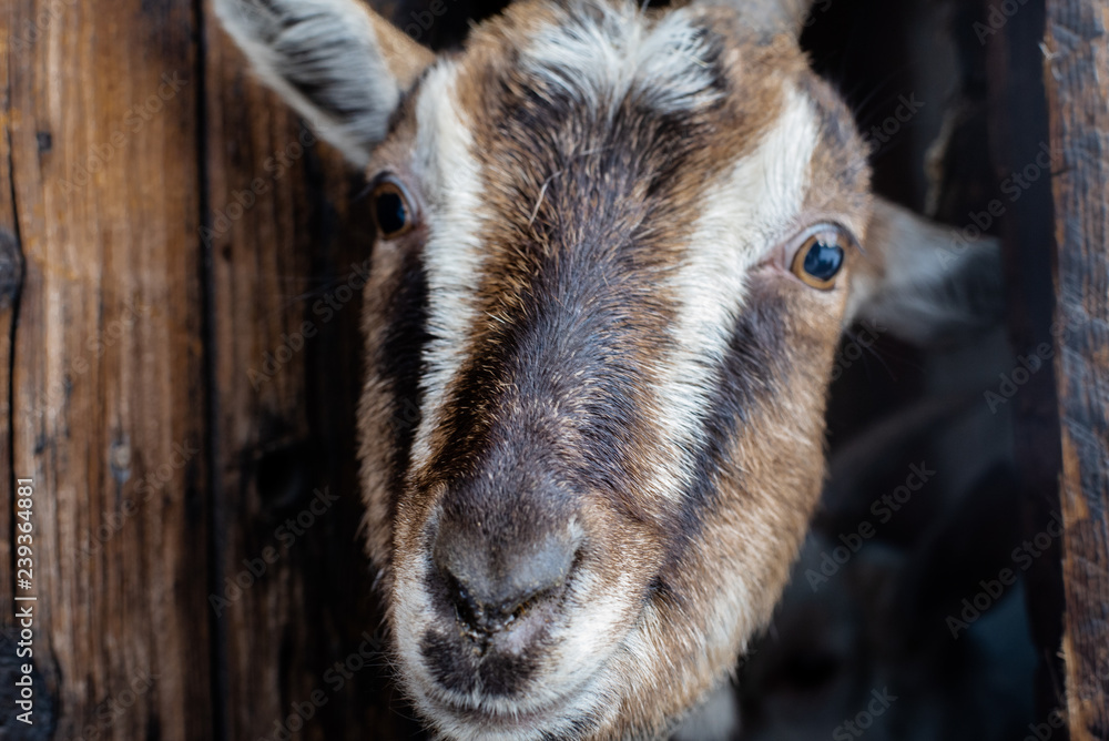goat portrait close up goat portrait close up