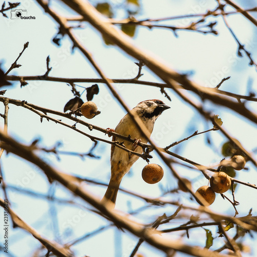 Sparrow in action!