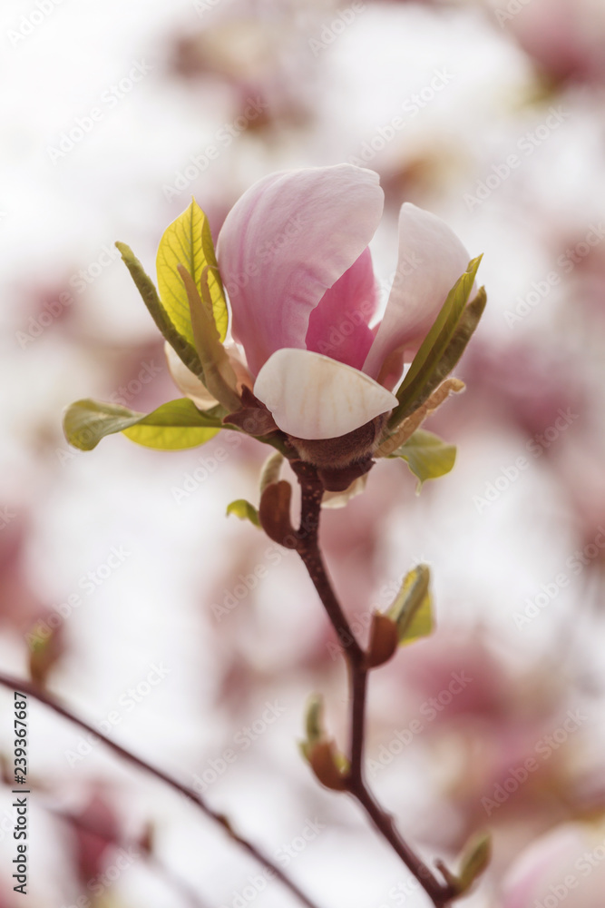 Fototapeta premium Pink magnolia flower