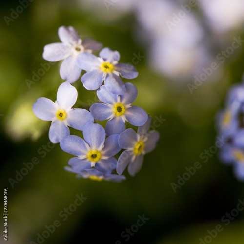 Detail of forget-me-not flowers