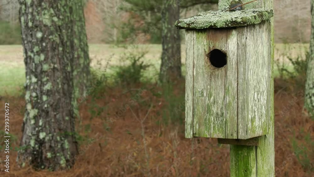 Closeup of weathered birdhouse in pine copse Closeup of weathered birdhouse in pine copse