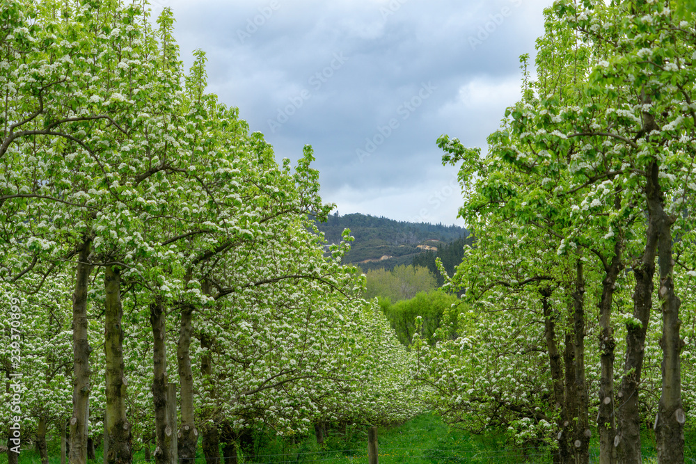 apple tree with new lime green leaves and white blossom apple tree with new lime green leaves and white blossom