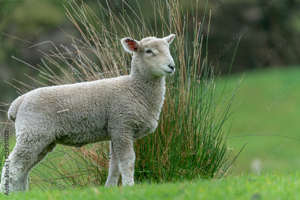 Obraz premium Sheep on New Zealand farm