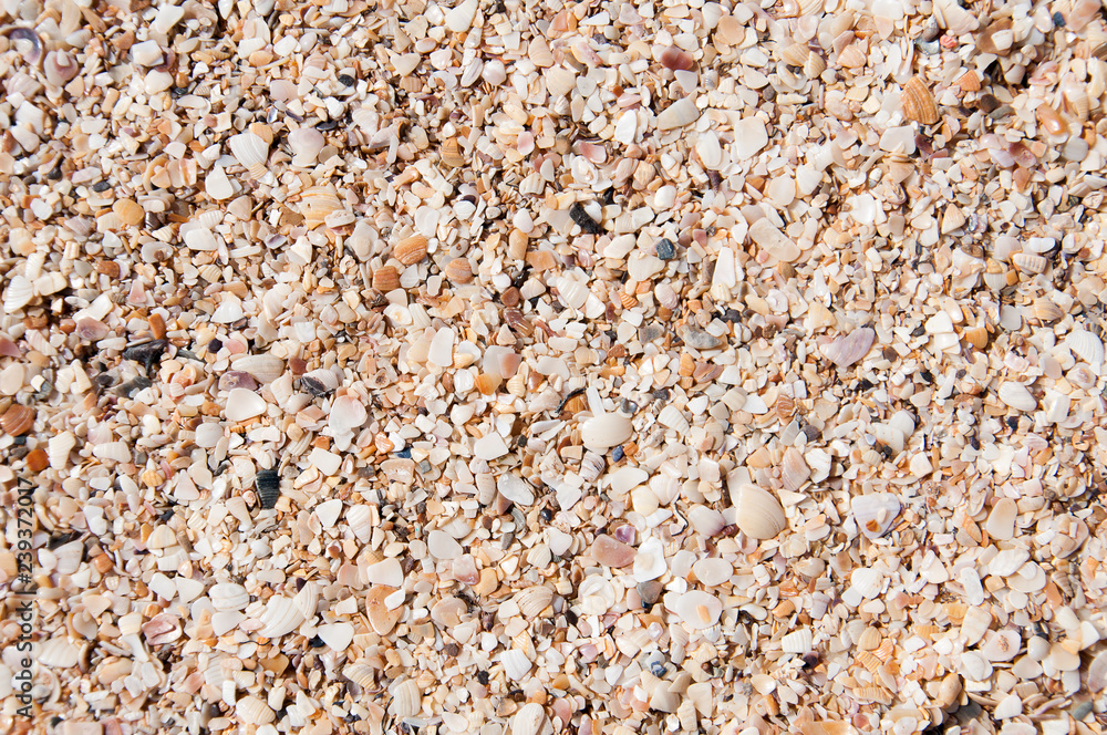 texture, shell rock, pattern texture, shell rock, pattern