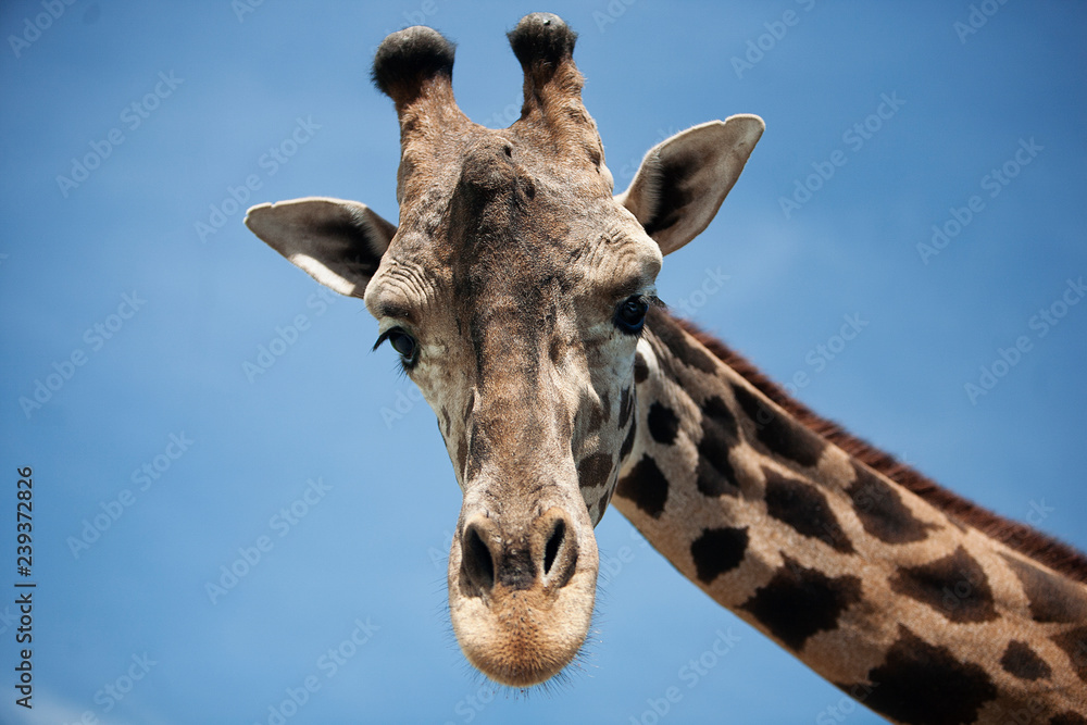 Fototapeta premium giraffe