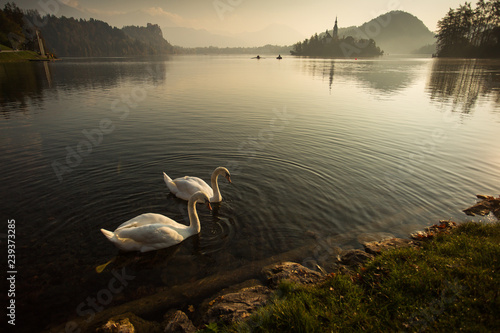 Beautiful swan on Bled Lake at sunrise with the church in background. Slovenia, Europe