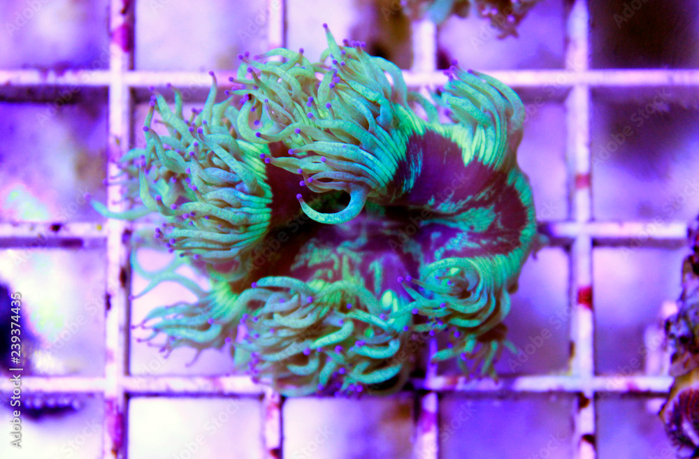 Fototapeta premium Elegancja LPS koral na białym tle obraz