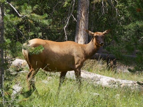 Wide shot of a beautiful elk standing on a grassy area in the forest