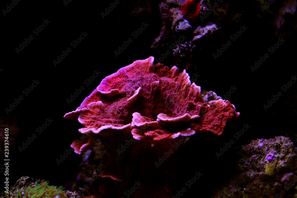 Obraz premium Montipora Candy Cap Coral, - (Montipora capricornis)