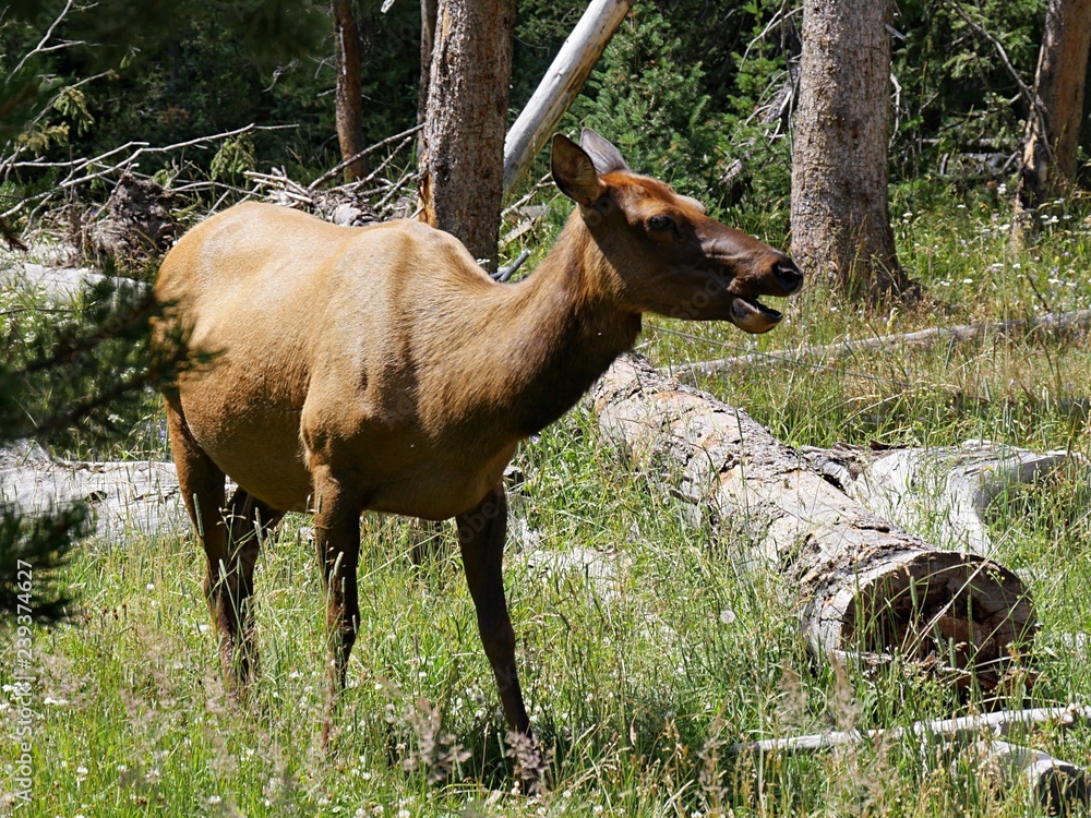 Fototapeta premium Wide shot of an elk standing in a grassy area in the forest