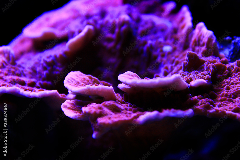 Fototapeta premium Montipora Candy Cap Coral, - (Montipora capricornis)
