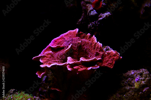 Montipora Candy Cap Coral, - (Montipora capricornis)