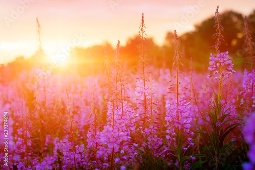Pink Ivan-tea Or Epilobium Herbal Tea On Sunset Field, Close-Up. Flowers Of Rosebay Willowherb In The Sunset.