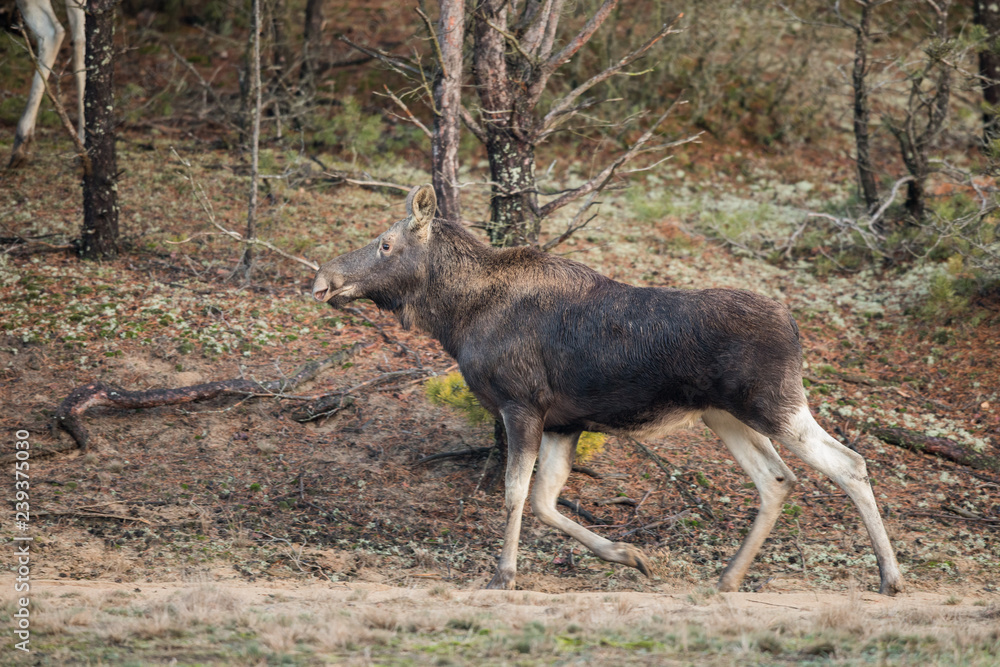 Mammal - bull moose (Alces) Mammal - bull moose (Alces)