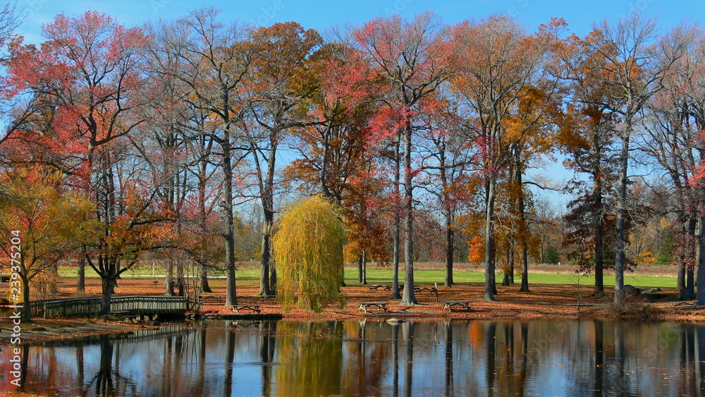 Autumn trees and red leaves, 