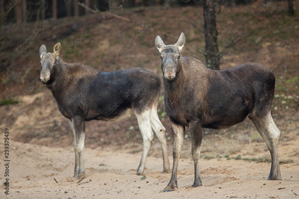 Mammal - bull moose (Alces) Mammal - bull moose (Alces)